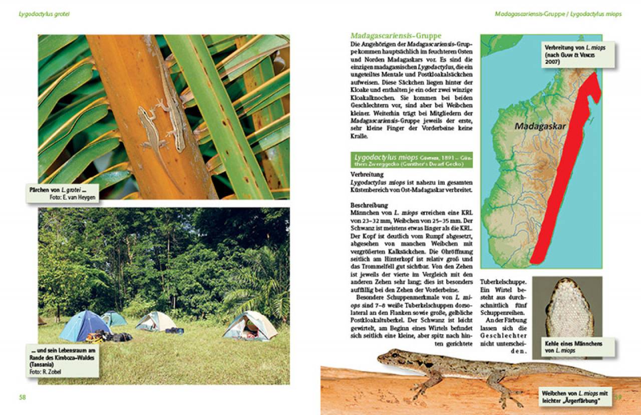 Tagaktive Zwerggeckos der Gattung Lygodactylus